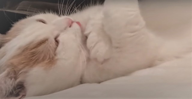 ⑤少し舌が出ちゃいました／①～⑤は短足のしらす魚@shirasu_nyaさん提供・動画よりキャプチャ撮影