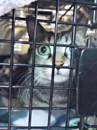 ケージの中からじっと外の様子をうかがうちあきさん（画像提供：青い人さん）