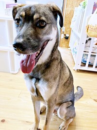 帰宅した飼い主さんを笑顔で迎えるころくくん（画像提供：保護犬ころくさん）