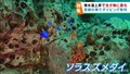 南の魚が宮城県の海に