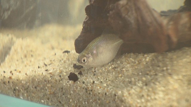 ニッポンバラタナゴ