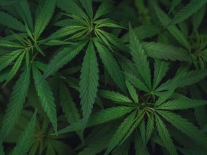 大麻の「使用罪」創設は世界の流れに逆行　厳罰化は犯罪組織を潤わせる？禁酒法の教訓