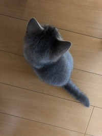 子猫時代の上から撮った写真（画像提供：りんくんとおとちゃん）