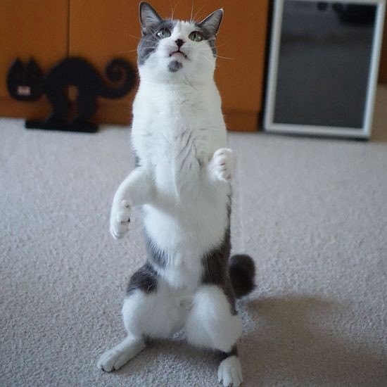 時には２本足ですくっと立ちます