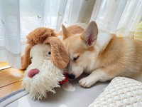 窓辺でぬいぐるみとお昼寝するあんずちゃん（画像提供：ばなななさん）