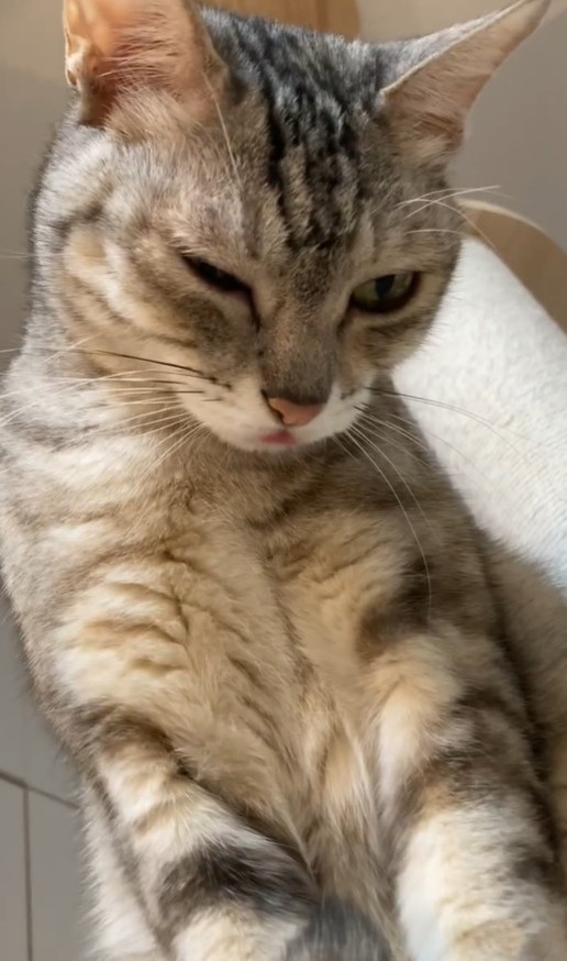 なぜレンレンちゃんが反応した？（レンレンちゃんの飼い主さん提供、Instagramよりキャプチャ撮影）