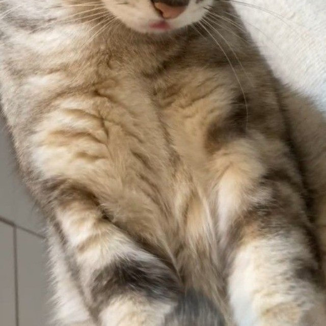 なぜレンレンちゃんが反応した？（レンレンちゃんの飼い主さん提供、Instagramよりキャプチャ撮影）