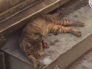 高崎駅に大けがの猫　市・愛護団体に保護要請続々