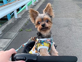 お散歩楽しいな　甘え上手なヨークシャーテリアの「ちょこ」