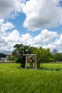 田んぼの真ん中に鳥居が