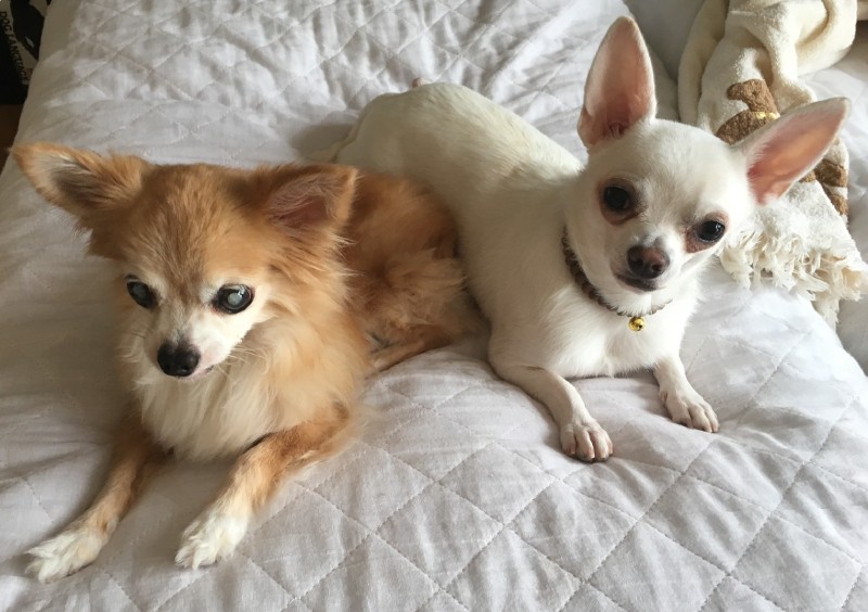 家に来てすぐに、みかん（左）に近づいたこうめ。以前は目の上まで涙やけしていました（森廣さん提供）