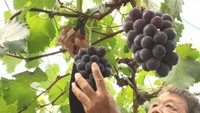 早い梅雨明けで甘い！香川・三豊市で「ピオーネ」の収穫始まる