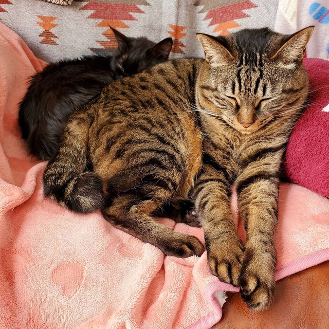 後から来たのんちゃんとお昼寝