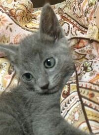 子猫期
