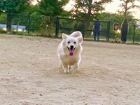 目が合うとパタパタと駆け寄ってくれるとろろくん（画像提供：ポメックスのとろろくん）