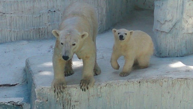 モモのひとり遊びの時間が増え余裕が出てきたバフィン（20150511 天王寺動物園提供）