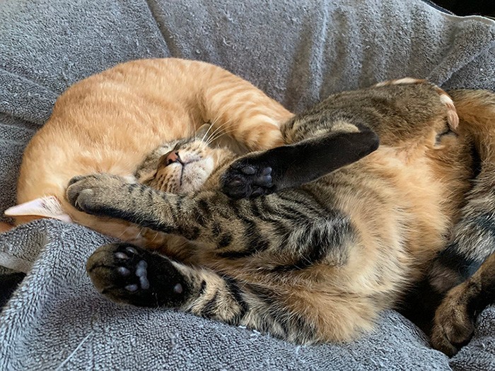 一体化した２匹