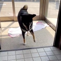 そろ〜〜り……（動画からキャプチャー／提供：黒柴はるママさん @51316Mika）