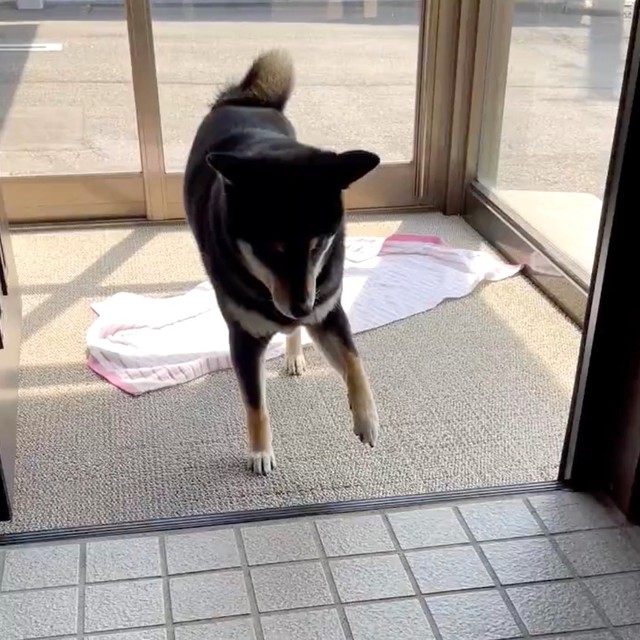 そろ〜〜り……（動画からキャプチャー／提供：黒柴はるママさん @51316Mika）