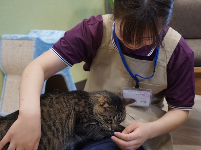 めいちゃんを撫でる猫ヘルパー竹嶋さん。「家にも猫がいて、帰宅するとどこいってた？とくんくんされます（笑い）」