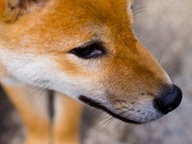 狂犬病ワクチン、広がる格安料金　獣医師会は「悪影響」と反発