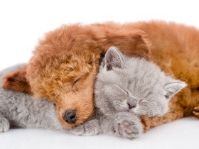 「モフモフ」は犬や猫への愛情！　共感を呼んで広まった表現　