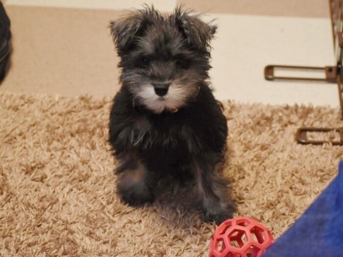 家にきたころの「福」