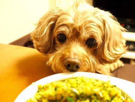 流行の「作り置き」   愛犬のごはんクッキングで晩酌も