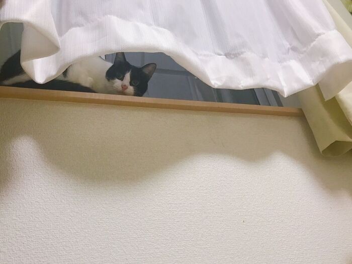 家に来た時は、隠れ気味で（なみさん提供）