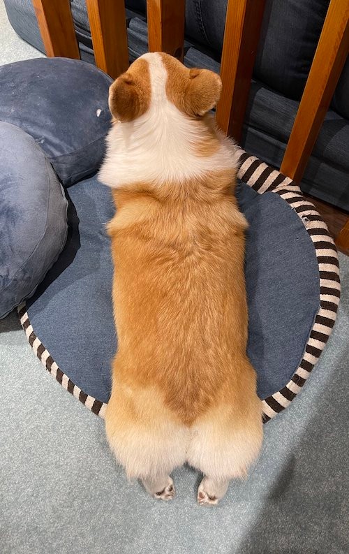 全体のバランスが・・・＝つむぎ＠コーギーさん（@corgi_tumugi）提供