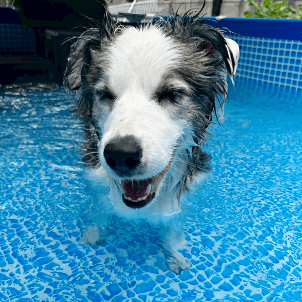 プール大好き！ 満面の笑みを浮かべるサニーくん（画像提供：ボースー子さん）