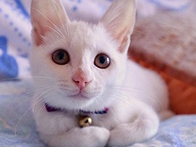 ２０１９ハートを打ち抜かれたで賞　白猫「ここ」