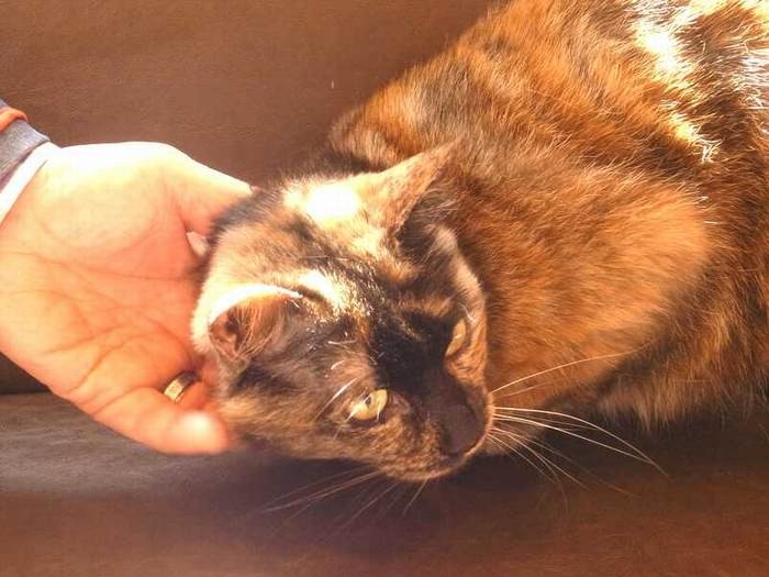 人懐っこい猫に思わず心惹かれる