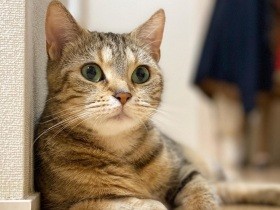 ハイタッチができるよ！　妹にゃんが気になるアメショ「なると」