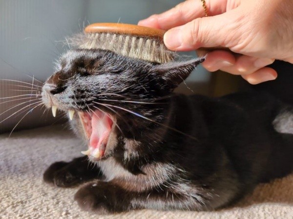 ブラッシングきもちいい！ あくびをするみいたろうくん（画像提供：くろねこ みいたろうさん）