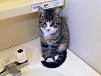 保護後、1カ月経ったころのひゅうちゃん（画像提供：ふみさん）