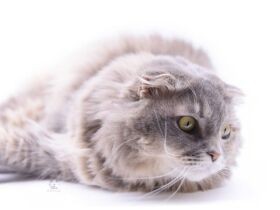 なぜ…？　スコ「ジュエル」の好きな場所は全自動トイレの中　