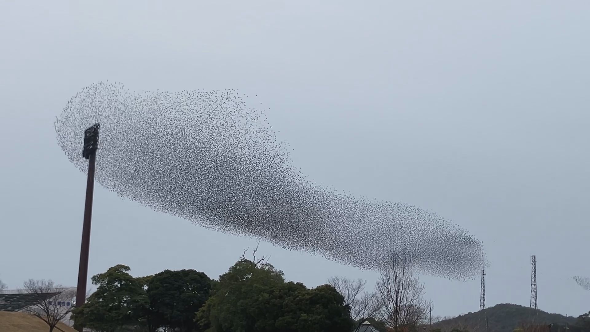長崎市上空をうねりながら舞う野鳥の大群 目撃情報相次ぐ その正体は