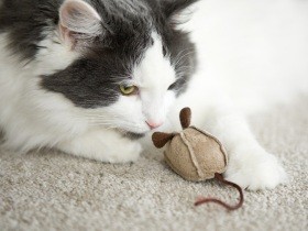 猫が「お土産」を家に持ち込む　それは家族への愛情表現かも、叱らないであげて