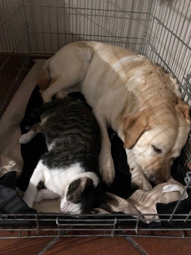 今ではこんなに仲良しになったグレースとジージョ