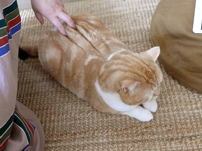 鈴木さんのそばで取材に参加するこまお