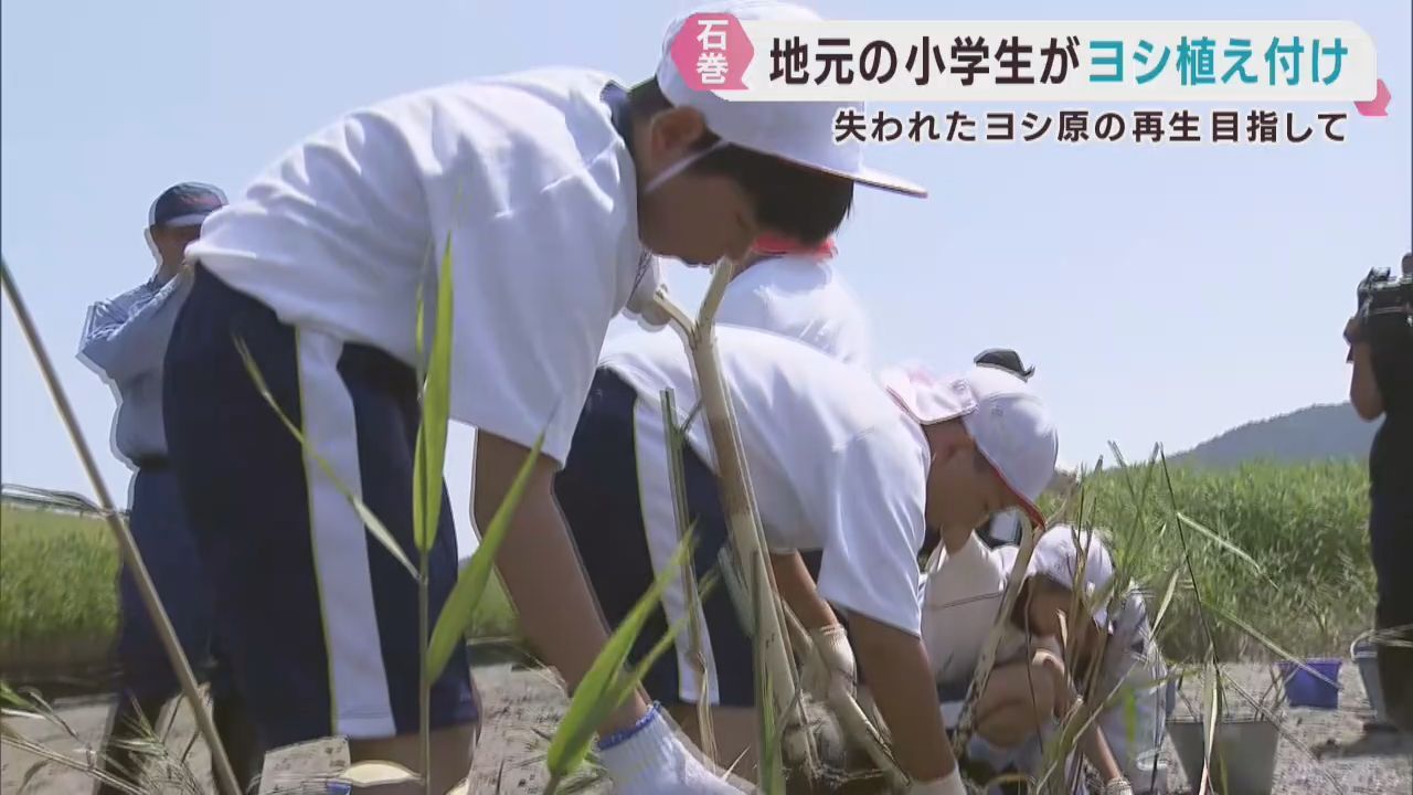津波で失われたヨシ原を再生　小学生が植え付け　宮城・石巻市