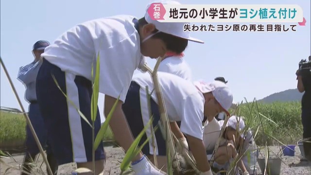 津波で失われたヨシ原を再生　小学生が植え付け　宮城・石巻市