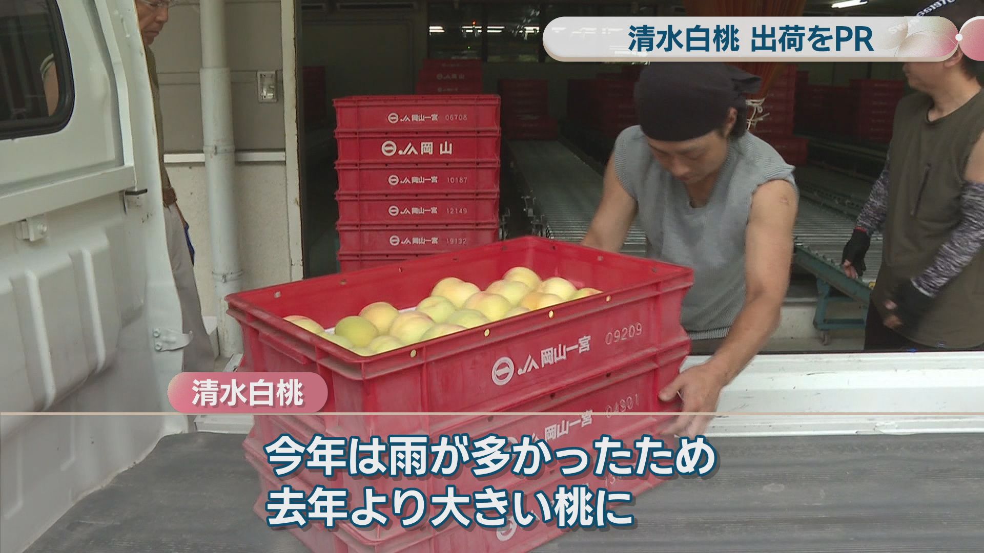 糖度が高く上品な味わい…「清水白桃」の出荷が本格化 雨が多く前年より