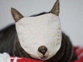 猫の嫌いな爪切りがラクラク　岩手発、驚きの「もふもふマスク」