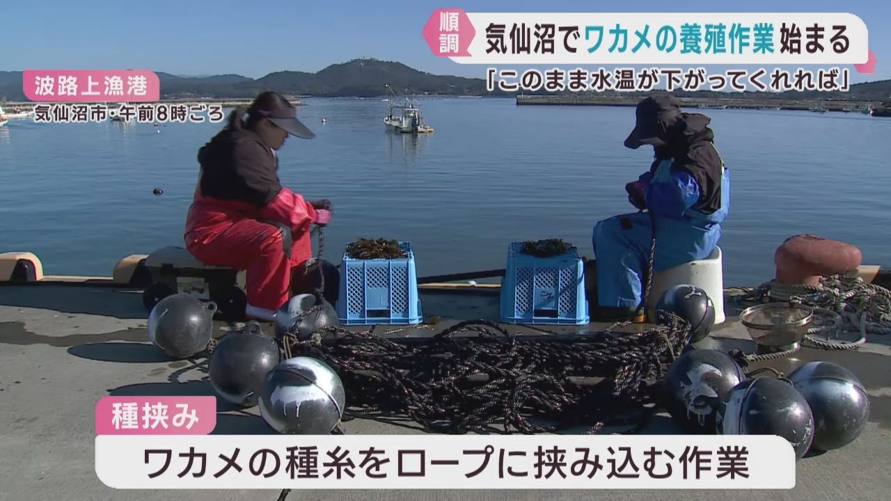 ワカメの養殖が始まる　１２月中旬から収穫　宮城・気仙沼市