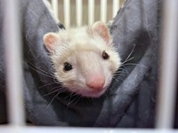 2025年4月に迎えられたるーさん。オッドアイ気味の瞳がキュートです（画像提供：うたちゅん 夫婦共同どうぶつ垢さん）