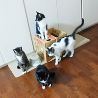 4きょうだいが大集合！ （手前から時計回りに）ドンさん、テンくん、びびさん、ドンちゃん（画像提供：信さん）