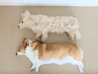 ブラッシングすると増殖するこまちちゃん