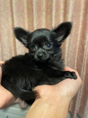 家にきたころの「アル」